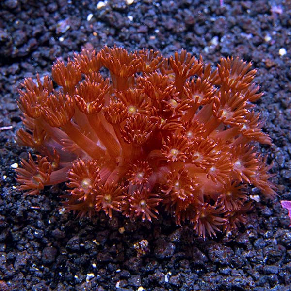 Flower Pot Coral, Red 